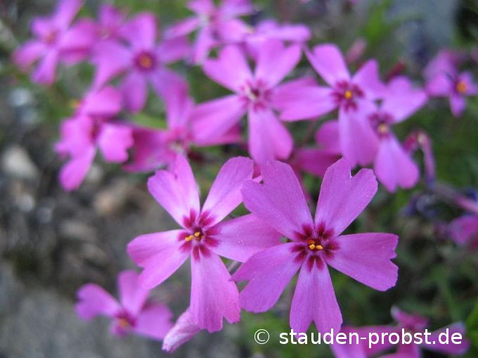 Phlox subulata 'Rotraud' - Polsterphlox