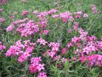 phlox-subulata-scarlet-flame-2