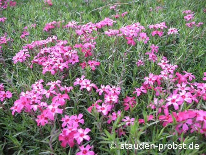 Phlox subulata 'Scarlet Flame' - Polsterphlox