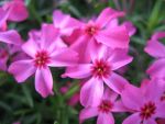 phlox-subulata-scarlet-flame