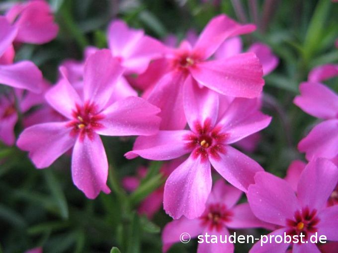 Phlox subulata 'Scarlet Flame' - Polsterphlox