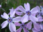 phlox-subulata-violetta-2