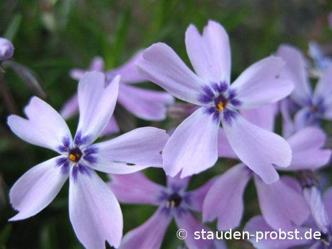 Phlox subulata 'Violetta' - Polsterphlox