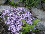 phlox-subulata-violetta-3