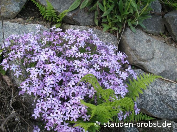 Phlox subulata 'Violetta' - Polsterphlox