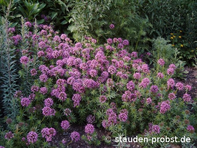 Phuopsis stylosa 'Purpurglut' - Rosenwaldmeister