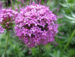 phuopsis-stylosa-purpurglut-4