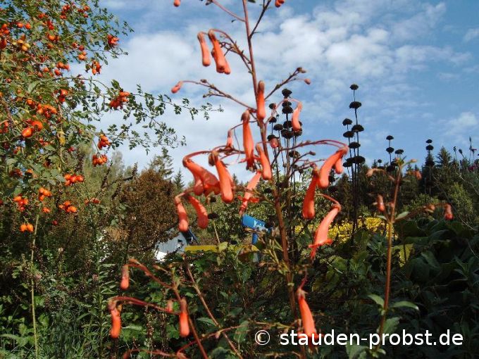 Phygelius capensis - Kafferlilie, Kap Scheinfuchsie