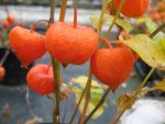 physalis-alkekengi-var-franchetii