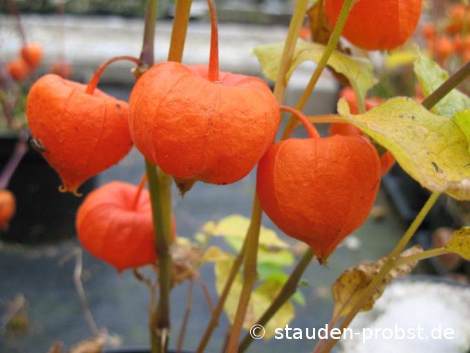 Physalis alkekengi var. franchetii - Lampionblume