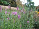 physostegia-red-beauty-2