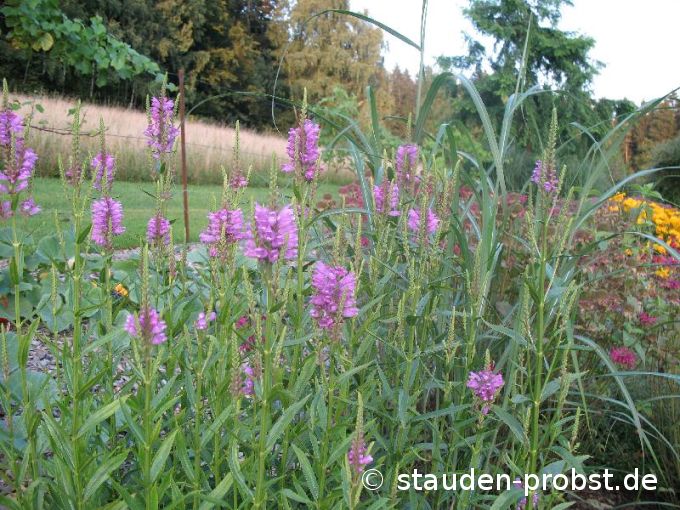 Physostegia virginiana 'Red Beauty' - Gelenkblume, Etagenerika
