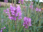 physostegia-red-beauty