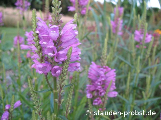 Physostegia virginiana 'Red Beauty' - Gelenkblume, Etagenerika