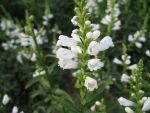 physostegia-virginiana-summer-snow