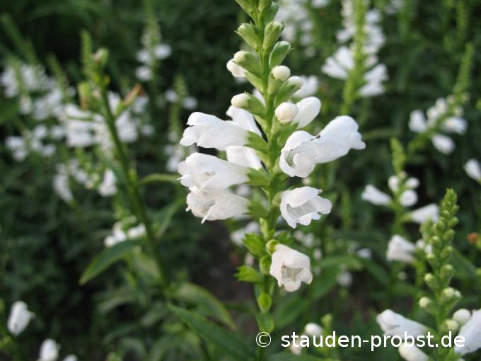 Physostegia virg. 'Summer Snow' - Gelenkblume, Etagenerika
