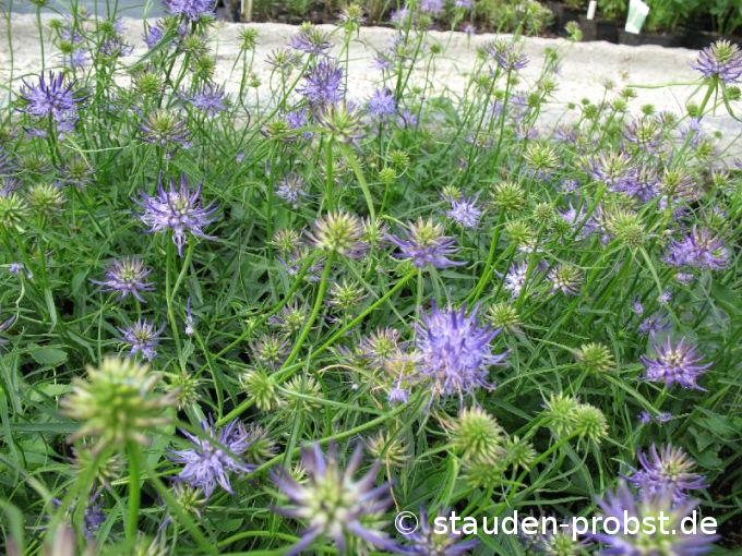 Phytheuma scheuchzeri - Teufelskralle