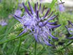 phytheuma-scheuchzeri