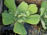 pistia-stratiodes