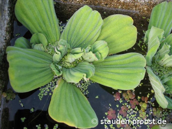 Pistia stratiodes - Wassersalat, Muschelblume