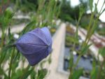 platycodon-grandiflorus-mariesii-2