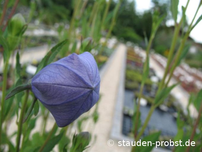 Platycodon grandiflorus 'Mariesii' - Ballonblume