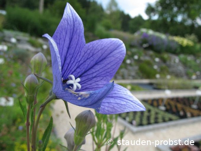 Platycodon grandiflorus 'Mariesii' - Ballonblume