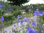 platycodon-grandiflorus-mariesii