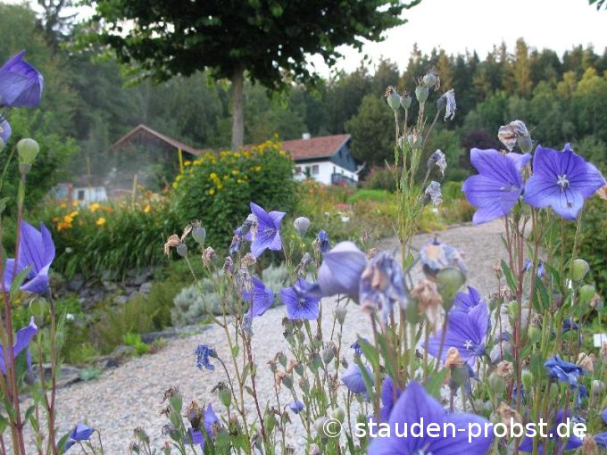 Platycodon grandiflorus 'Mariesii' - Ballonblume