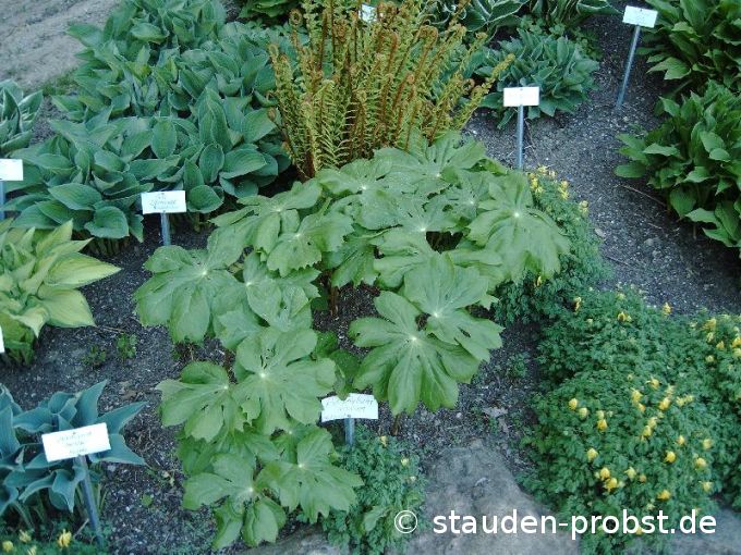 Podophyllum peltatum - Maiapfel, Wilde Limone