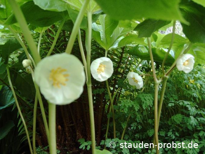 Podophyllum peltatum - Maiapfel, Wilde Limone