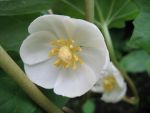 podophyllum-peltatum-5