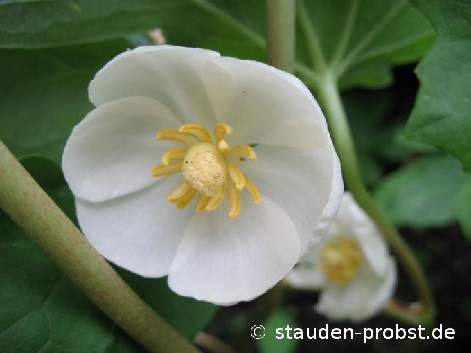 Podophyllum peltatum - Maiapfel, Fu&szlig;blatt, Wilde Limone