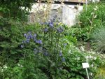 polemonium-boreale-heavenly-habit-2