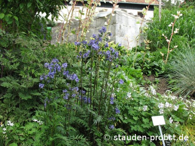 Polemonium boreale 'Heavenly Habit' - Nördliche Jakobsleiter
