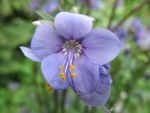 polemonium-boreale-heavenly-habit