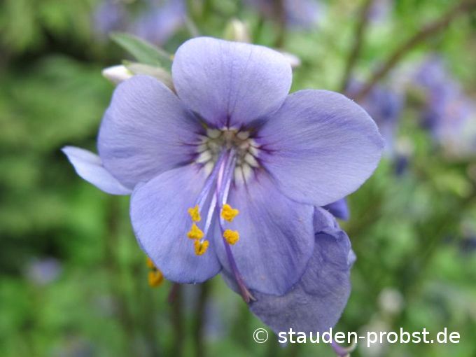 Polemonium boreale 'Heavenly Habit' - Nördliche Jakobsleiter