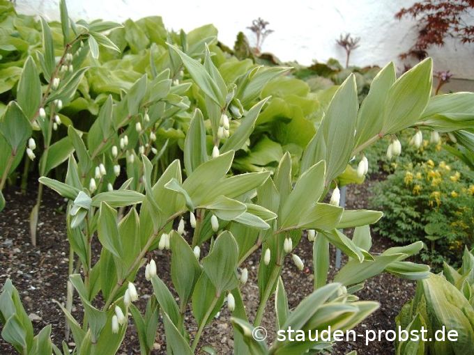 Polygonatum falcatum 'Variegatum' - Salomonsiegel