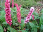 polygonum-affine-darjeeling-red-2