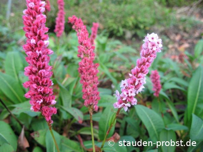 Polygonum affine 'Darjeeling Red' - Teppichknöterich
