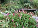 polygonum-affinis-darjeeling-red