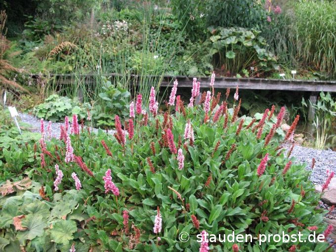 Polygonum affine 'Darjeeling Red' - Teppichknöterich