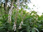 polygonum-amplexicaule-album-2