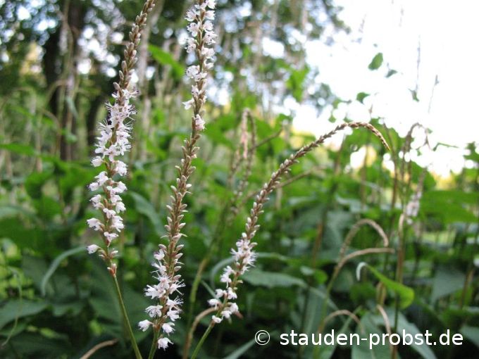 Polygonum amplexicaule 'Album' - Kerzenknöterich