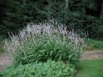 polygonum-amplexicaule-album-3