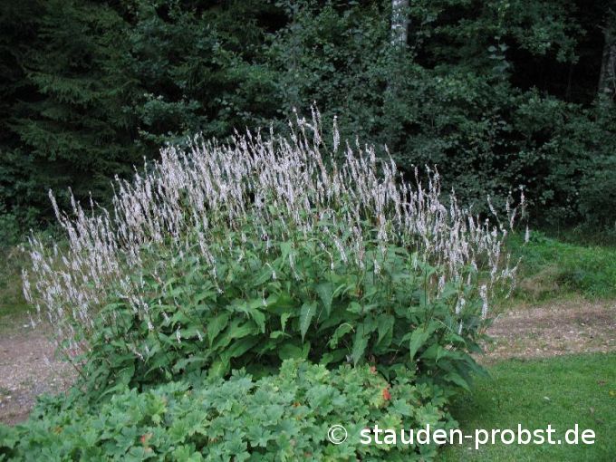 Polygonum amplexicaule 'Album' - Kerzenknöterich