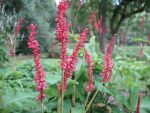polygonum-amplexicaule-speciosa