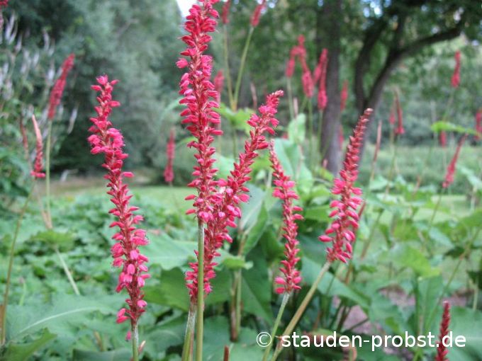 Polygonum amplexicaule 'Speciosa' - Kerzenknöterich