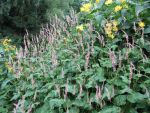 polygonum-amplexicaule-roseum-2