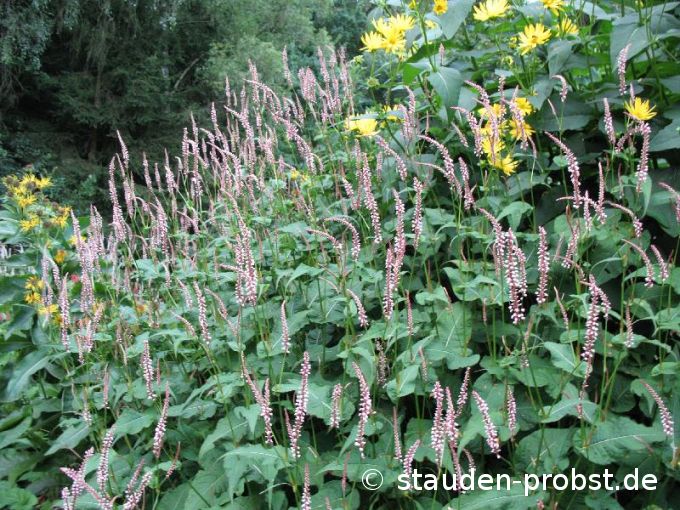 Polygonum amplexicaule 'Roseum' - Kerzenknöterich